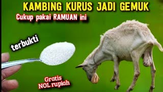 TERBUKTI KAMBING KURUS JADI GEMUK CUKUP BERIKAN RAMUAN INI MUDAH DAN GRATIS [upl. by Anissej]