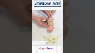 Mechanism of Labour amp various fetal positions [upl. by Esialb]