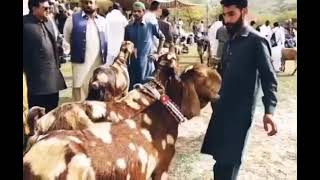 Domeli Domali Dina Bhalwal Goats mela Numaish  bhalwali goats mokabla husan  most beautiful goats [upl. by Etnahs502]