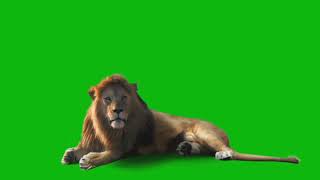 Ecran fond vert  Lion  animation animaux [upl. by Waxler]