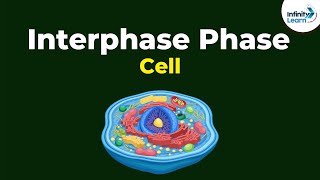 Phases of Interphase  Cells  Dont Memorise [upl. by Tania147]