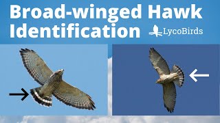 How to Identify a Broadwinged Hawk  Raptor Identification [upl. by Fuller]