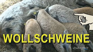 WOLLSCHWEINE 💖 Mangalitza am Bio Hof Mitterfellner [upl. by Nair858]