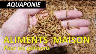 Aquaponie  produire ses propres aliments pour les poissons [upl. by Konstantin]