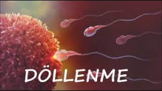 Sperm ve Yumurtanın Buluşması Döllenme nedir Nasıl oluşur Sağlık Belgeseli [upl. by Ardnasal290]