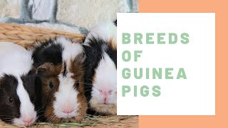 Breeds of Guinea Pigs  Guinea Pig Center [upl. by Ahterod]