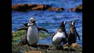 PINGUINOS DE MAGALLANES PATAGONIA ARGENTINA [upl. by Dominic]