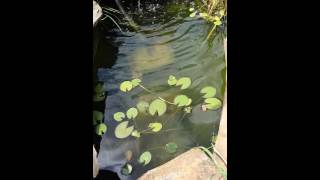 Using a flocculant clarifier for green water part 1 [upl. by Ayikur]