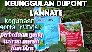 kehebatan DUPONT LANNATE serta perbedaan yang biru dan merah [upl. by Atsirhc994]