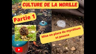 Culture de la Maurilles 2023 [upl. by Katt558]