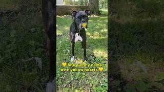 💛 She put my name with yellow hearts REMIX jojotheboxer danithegirlboxer boxerdog boxerpuppy [upl. by Rammus]