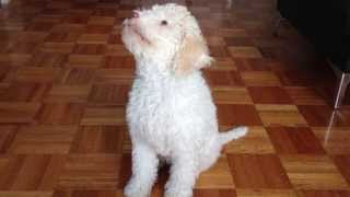 Lola Lagotto Romagnolo training 1 [upl. by Odrawde251]