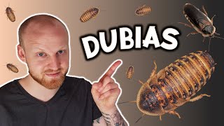 How to Setup a Breeding Dubia Roach Colony Blaptica dubia [upl. by Oek231]