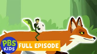 Wild Kratts  Outfoxed  PBS KIDS [upl. by Halverson]