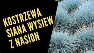 Trawy ozdobne  kostrzewa siana Wysiew z nasion [upl. by Servetnick]