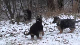 Les chiots berger allemand a Kenya  30 novembre 2015 [upl. by Schoof]