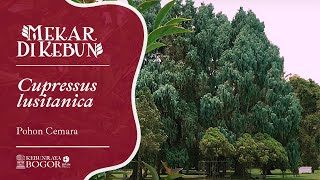 Kebun Raya Bali Mekar di Kebun  Cupressus lusitanica [upl. by Ketchum]