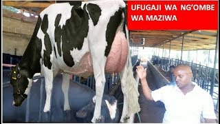 UFUGAJI WA NGOMBE BORA WA MAZIWABANDA BORA NA CHAKULA CHA NGOMBE WA MAZIWApdf [upl. by Lucian318]