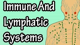 Immune System Function  Lymphatic System Function [upl. by Ajuna]