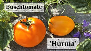 Buschtomate Hurma Kaki  Fleischtomate für Garten amp Balkon Eine Lieblingssorte 2020 [upl. by Orihakat]