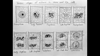 How to draw different stages of mitosis  onion root tip mitosis for class 12 biology CBSE [upl. by Ysus]