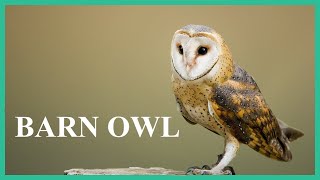 Barn owl sounds while sitting on a tree branch Terrifying barn owl screech and scream [upl. by Regan]