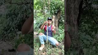 Survival bushcraft camping ideas💡 nature bushcraft experiment shorts youtubeshorts [upl. by Naida]