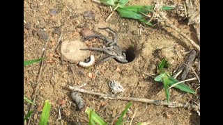 Sydney Trap Door spider shuts his door [upl. by Hulbert188]