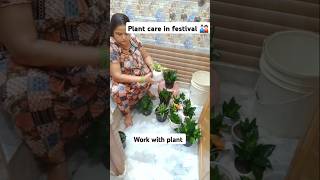 Plant care in festival indoorplants home gardenplants youtubeshorts balconygarden [upl. by Luben]