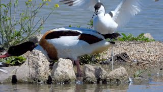 Slimbridge Rushy Hide 4K [upl. by Vasilek]