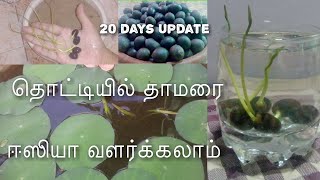 How to grow lotus plant at home in tamil  தாெட்டியில் தாமரை ஈஸியா வளர்க்கலாம்  Full information [upl. by Xila]