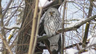 Новая встреча с совой Длиннохвостая неясыть  Strix uralensis [upl. by Zarihs]