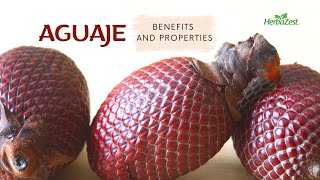 Aguaje Benefits and Properties [upl. by Nesnar]