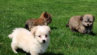 Havanese Puppies for Sale [upl. by Aidan]