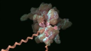 The Ribosome in Protein Synthesis a simplified view [upl. by Imer]