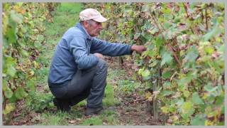 Les vignerons de Servion [upl. by Germaine919]