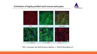 Webinar Adult Brain Dissociation and Neural Cell Isolation [upl. by Seraphim]