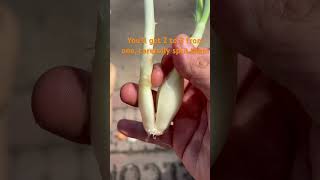 How to Grow Onions from a Sprouting Onion [upl. by Nolrac]