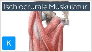 Ischiocrurale Muskulatur  Anatomie des Menschen  Kenhub [upl. by Esidnac112]