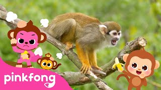 Boom Cheeky Cheeky Baby Monkey  Kids Nursery Rhyme  Pinkfong Ninimo [upl. by Dayiz]