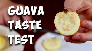 GUAVA TASTE TEST [upl. by Lanor21]