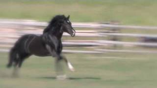 Amazing liberty black Andalusian stallion w Jonathan Field [upl. by Atram]