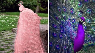 10 Pavos Reales Más Hermosos del Mundo que Querrás como Mascota [upl. by Georgeanna]