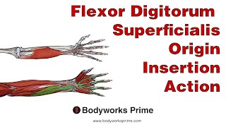 Flexor Digitorum Superficialis Anatomy Origin Insertion amp Action [upl. by Swetiana]