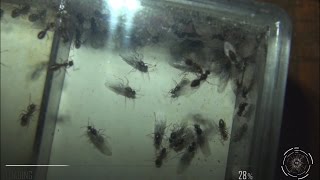 Lasius niger  Invasion de mâles [upl. by Spense878]