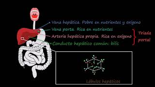 Lóbulo hepático  Fisiología del sistema gastrointestinal  Khan Academy en Español [upl. by Raseta231]