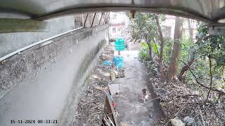 Well behaved Dogs habituated amp allowed to litter others property  15Nov2024 [upl. by Divadnhoj]