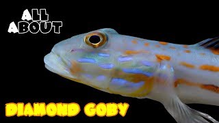 All About The Diamond Goby [upl. by Lali852]