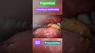 Digestive system  gastrointestinal  physiology anatomy mbbs love neet doctor [upl. by Henni]