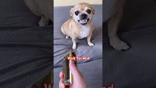 dog dogintelligence funnyvideo viralytshorts viralshort animals shortsviral subscribe [upl. by Trebloc]